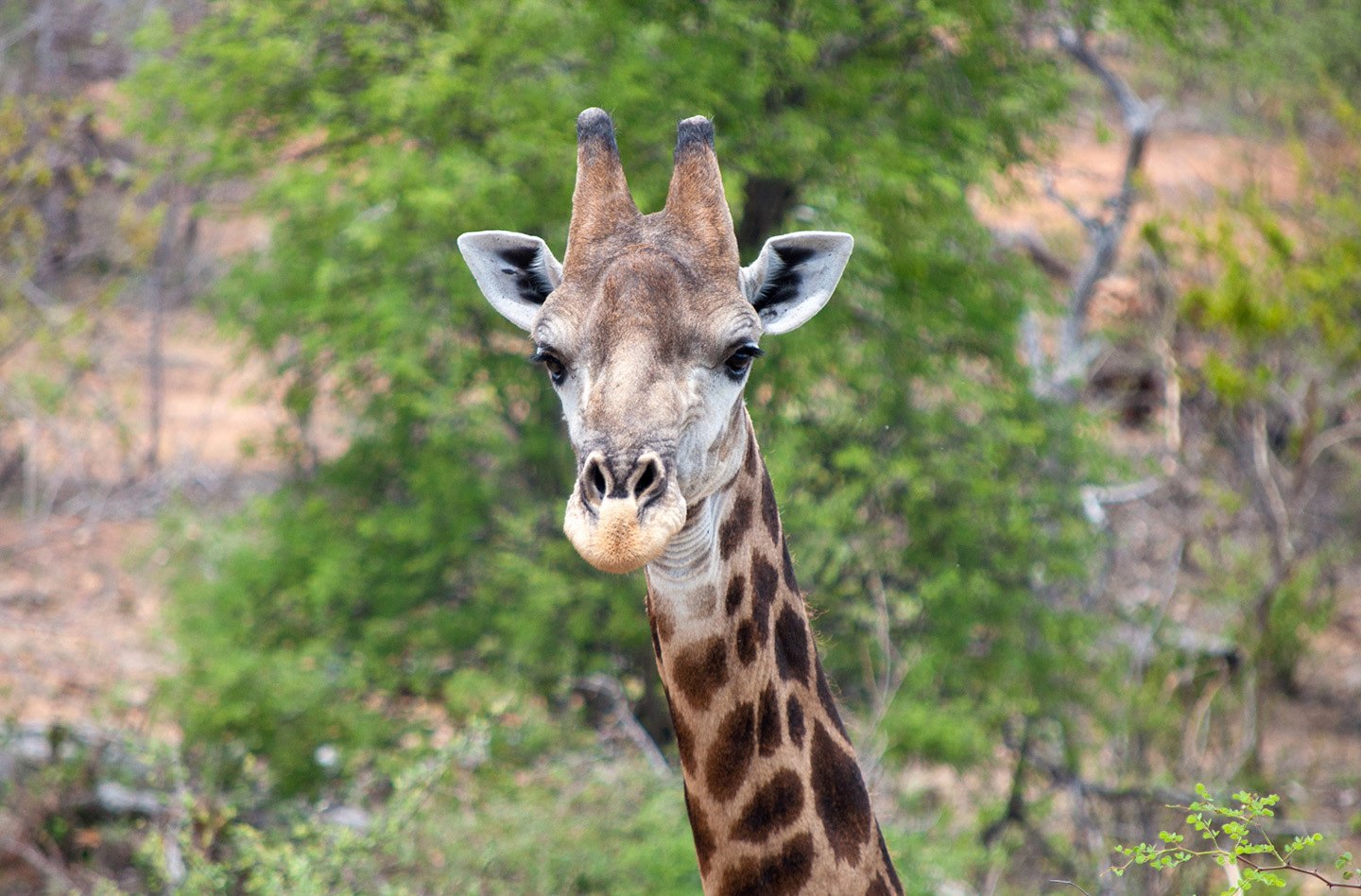 Giraffe in Balule Game Reserve South Africa