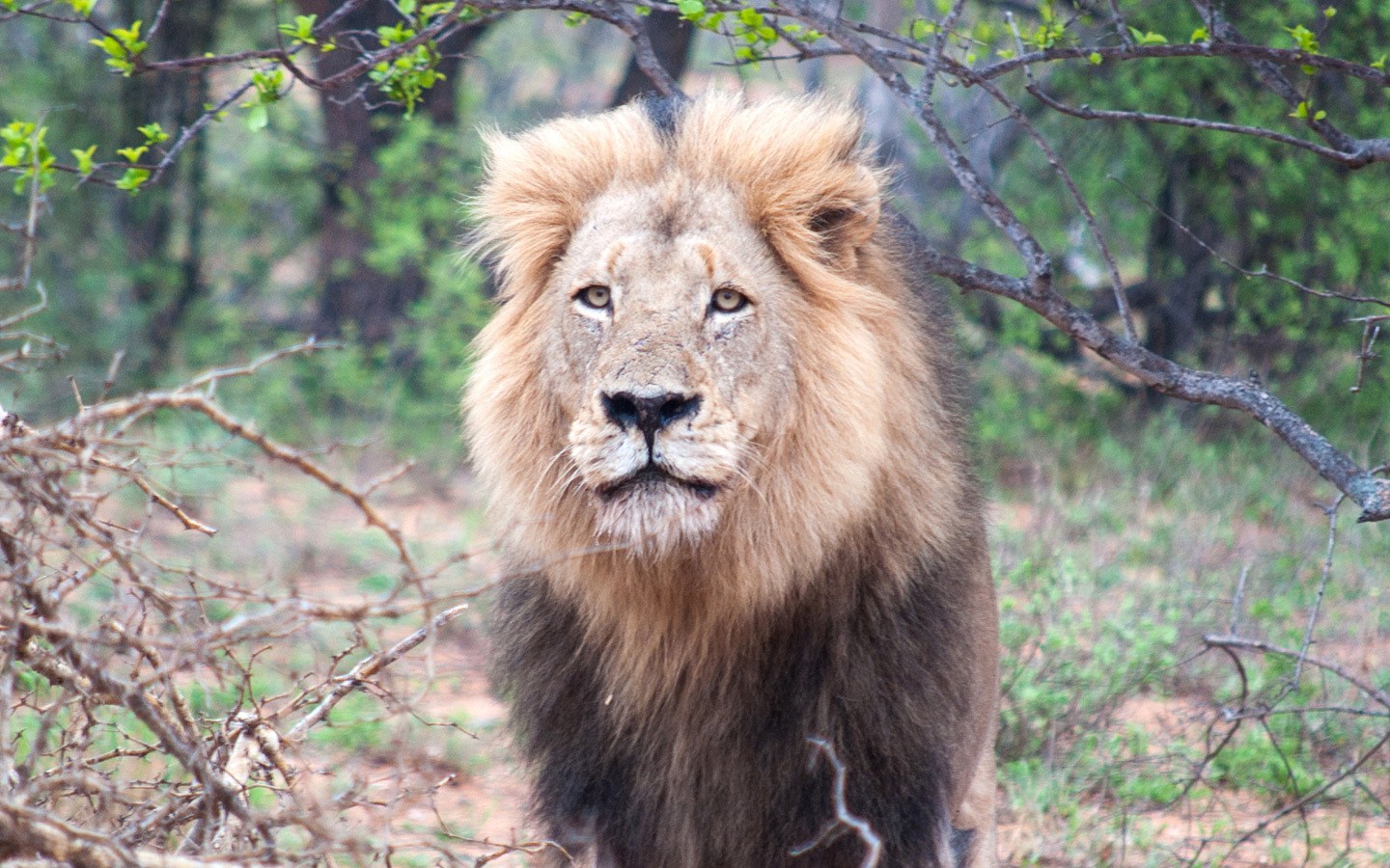 Male lion at Balule Game Reserve in South Africa's Kruger National Park