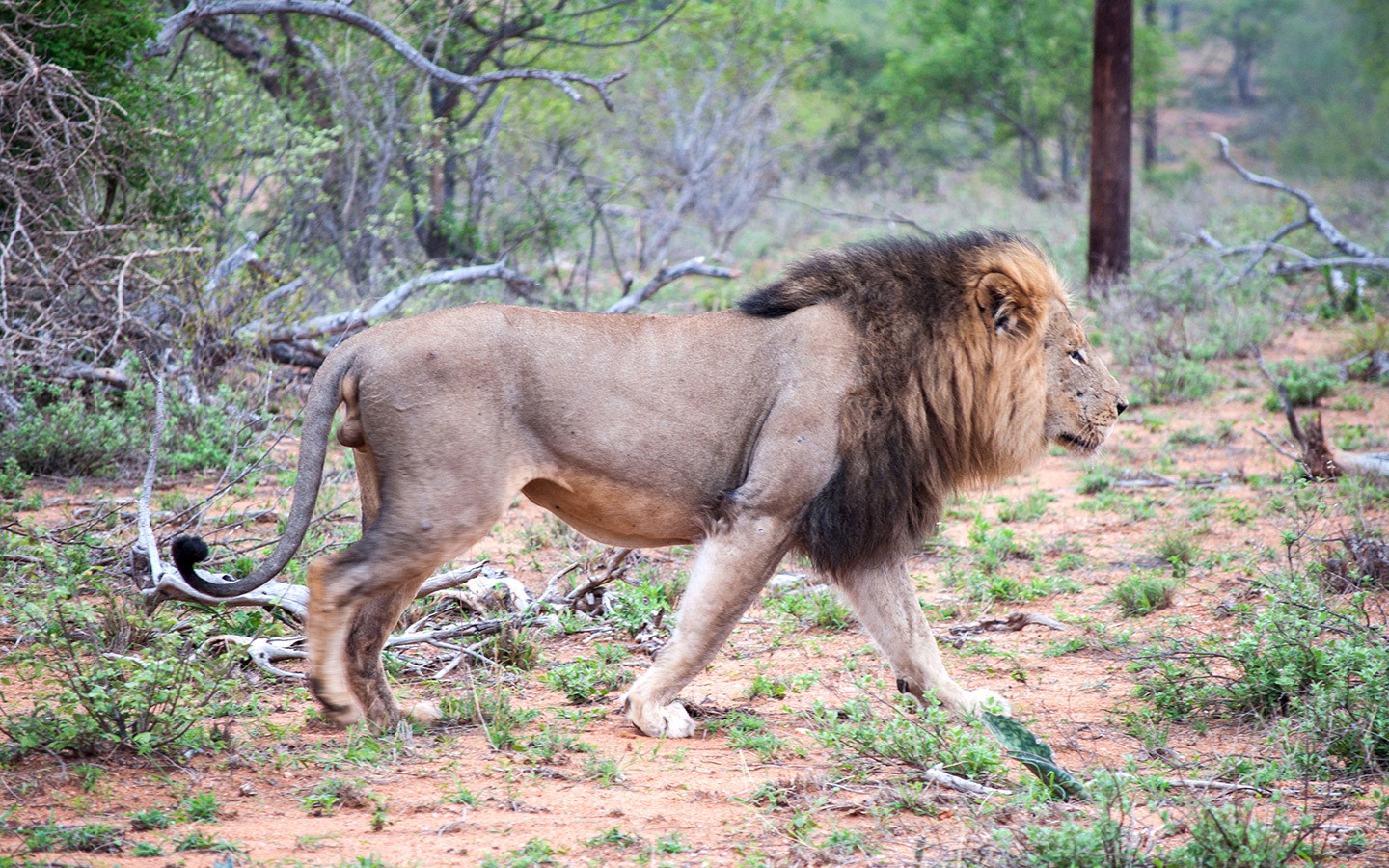 Male lion Balule Game Reserve