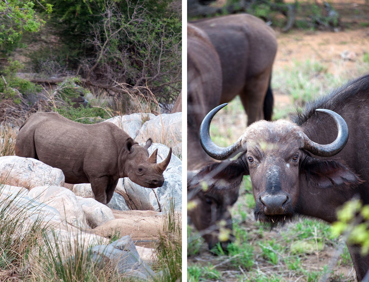 Wildlife in in Balule Game Reserve South Africa