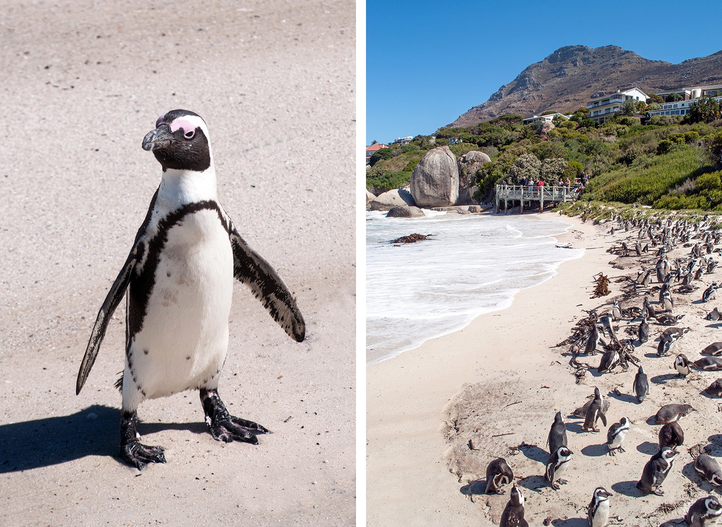Penguins on Boulders Beach, South Africa