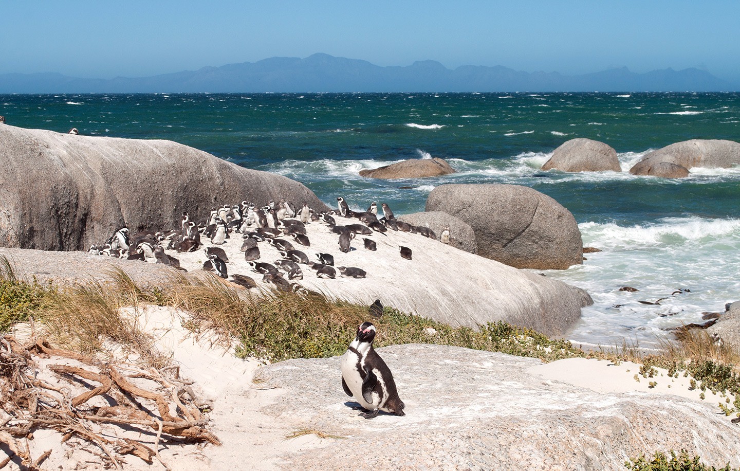 Penguins on Boulders Beach, South Africa