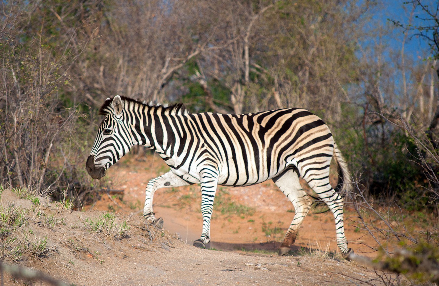 Zebra in Kruger National Park