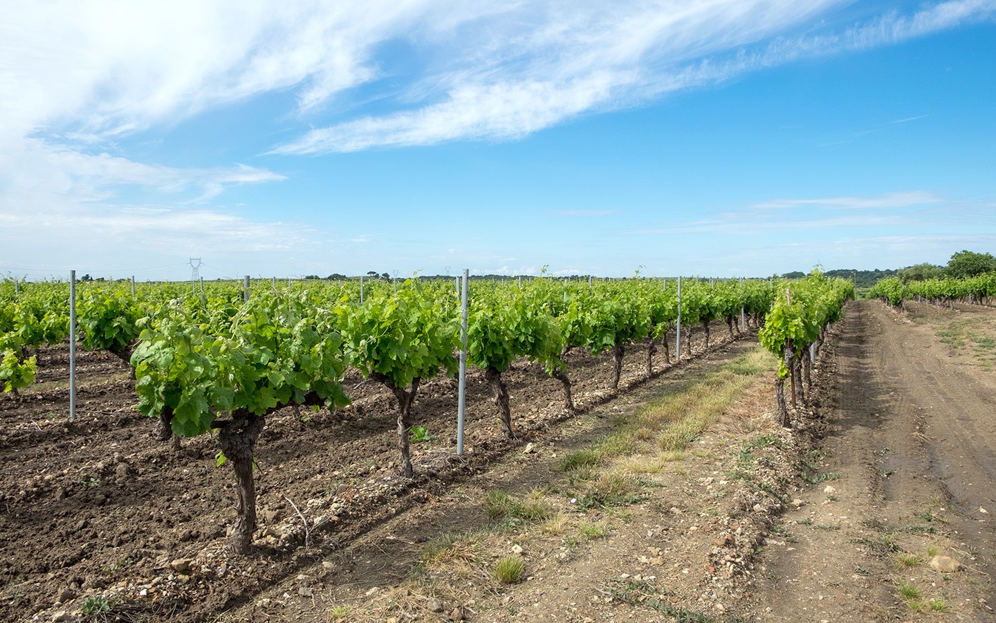 Vines in the Languedoc