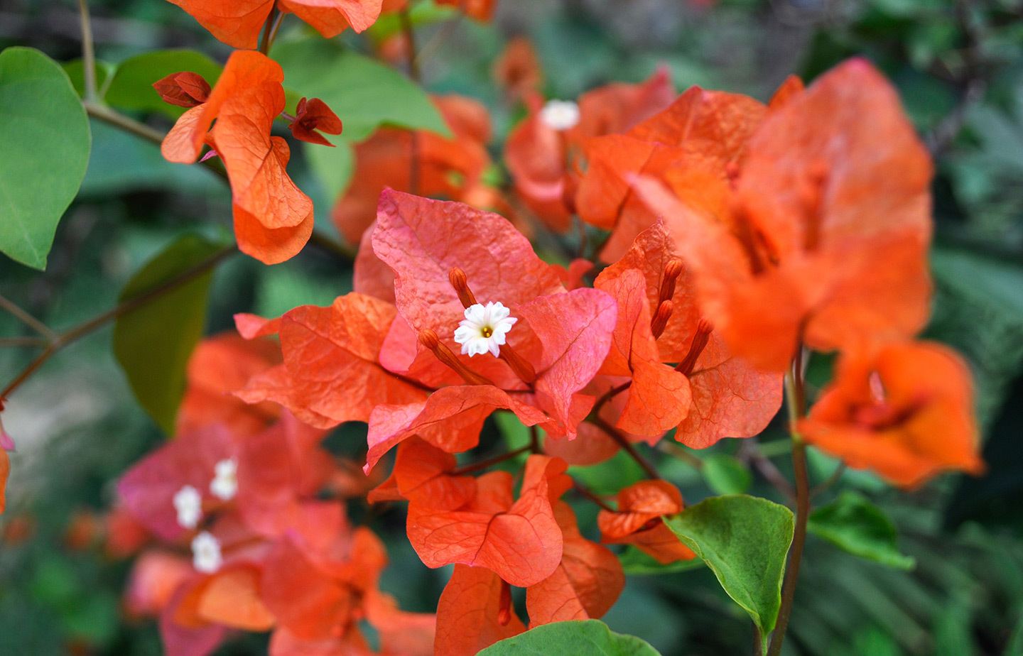 Tropical flowers in the Seychelles