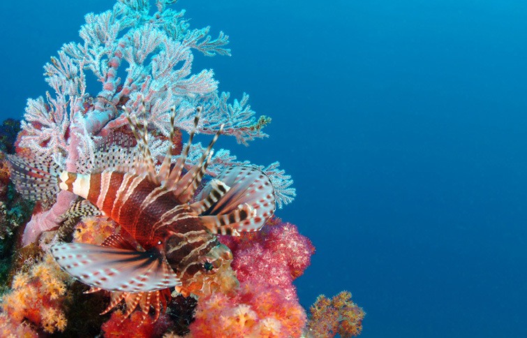 Underwater Seychelles