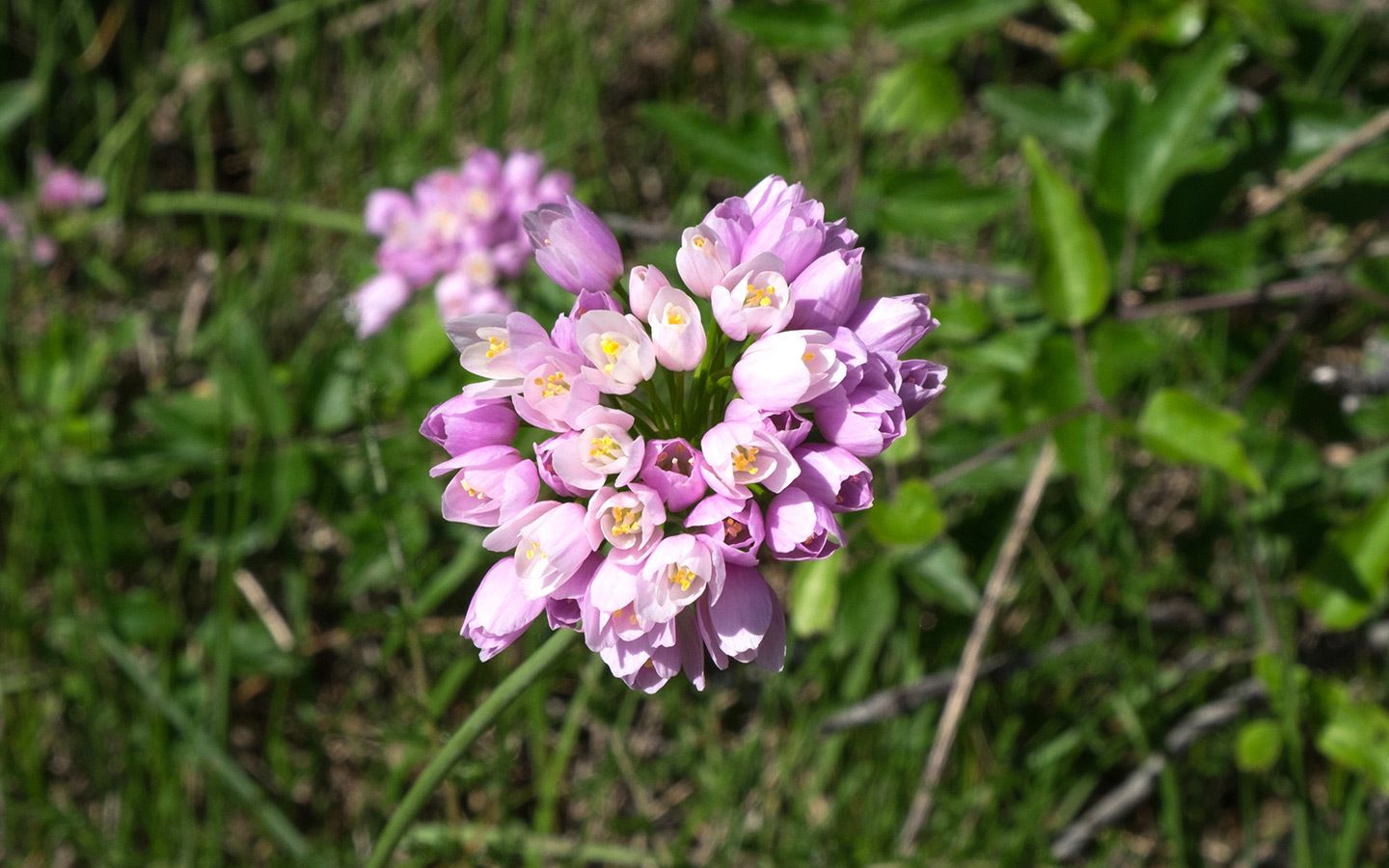 Wilflowers in the South of France