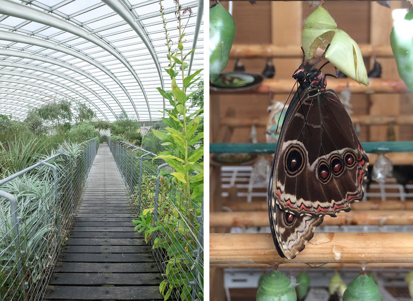 The glasshouse and butterfly hatchery at the National Botanic Garden of Wales