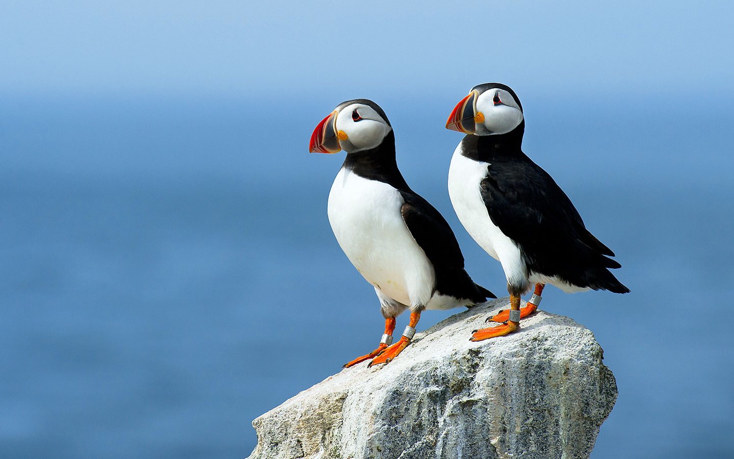 Puffins in Scotland