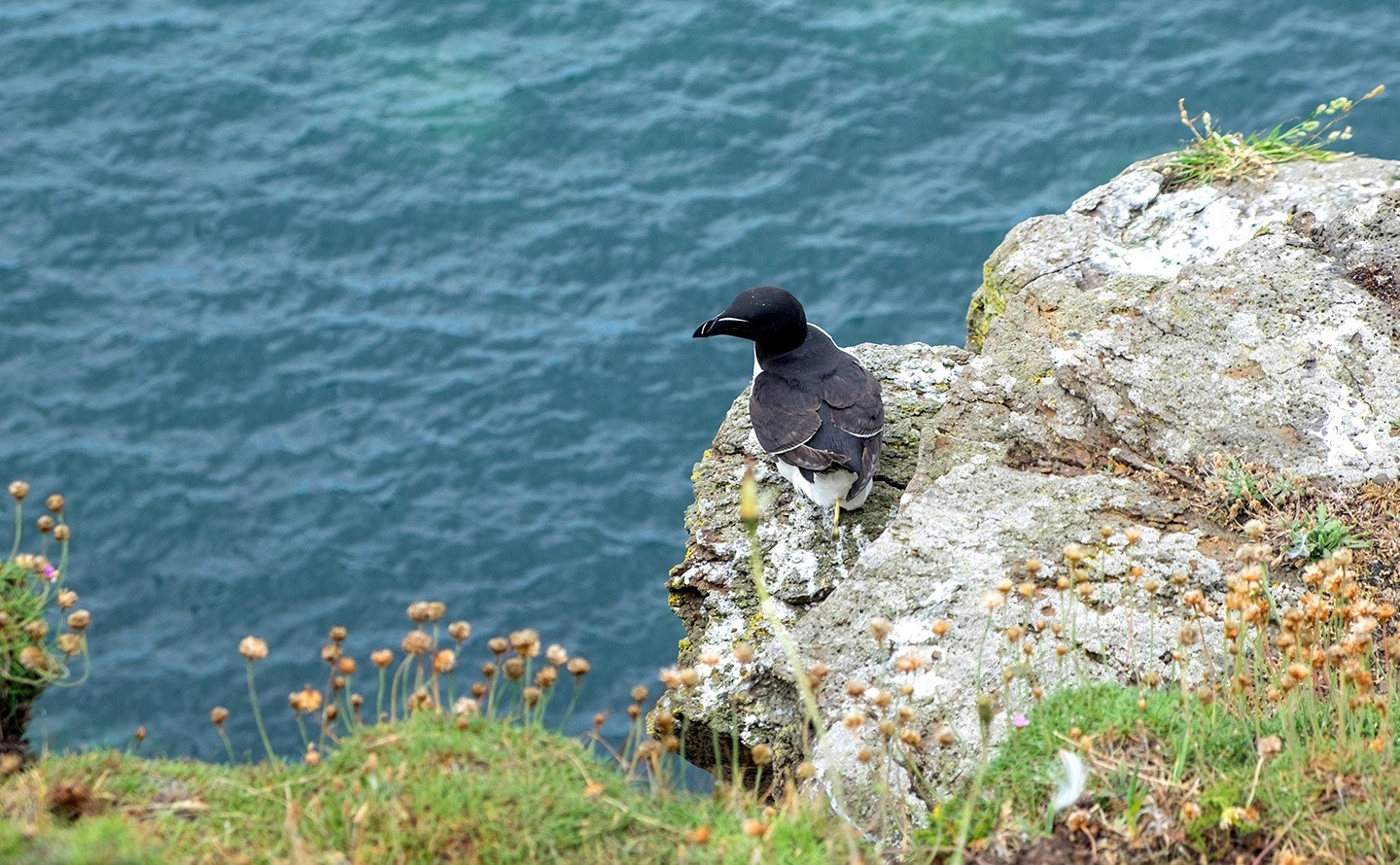 Seabirds in Northumberland, England