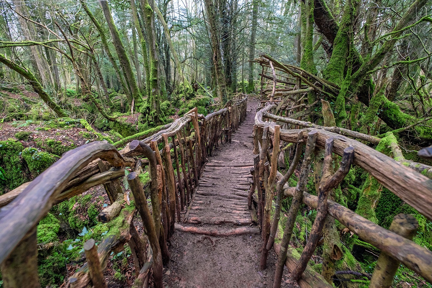 Puzzlewood in the Forest of Dean