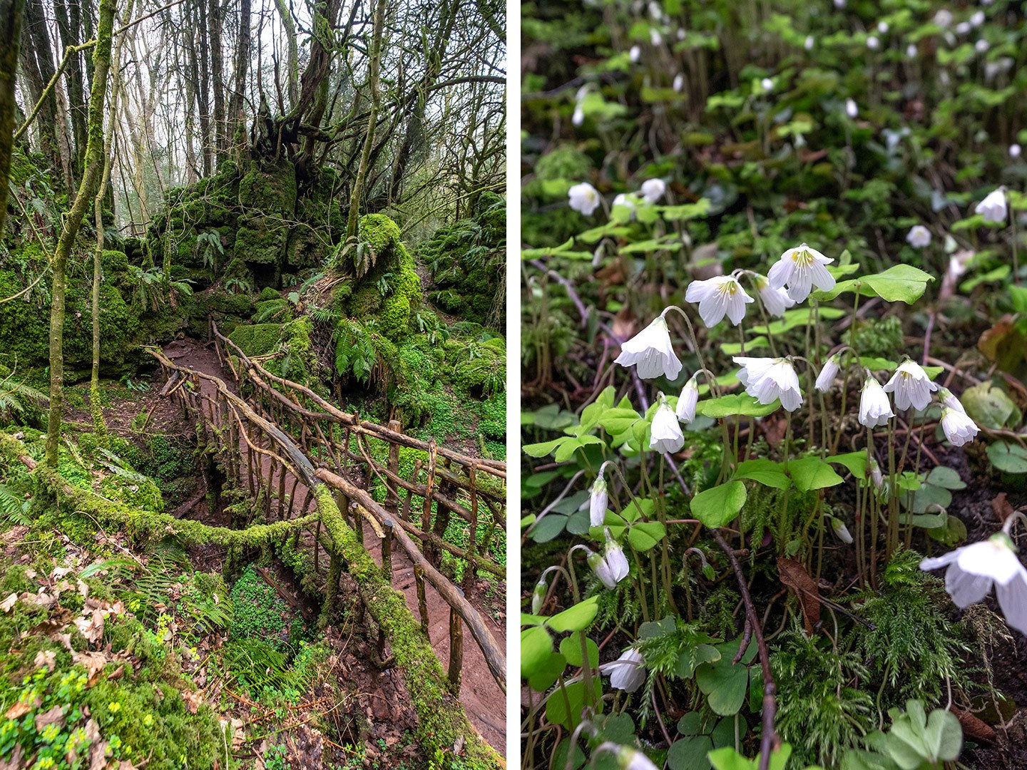 Puzzlewood in the Forest of Dean
