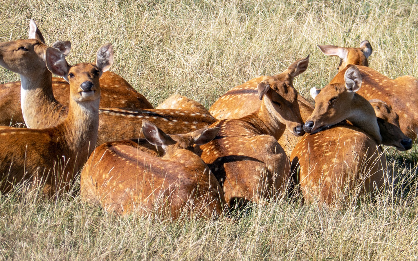Indian barasingha deer at Port Lympne reserve