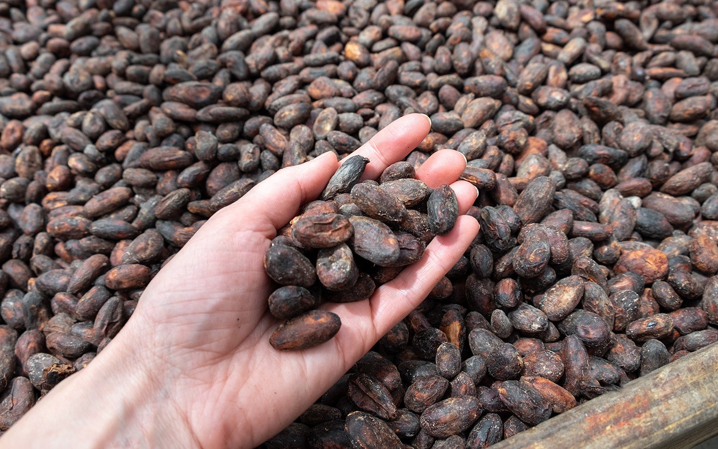 Fermenting cocoa beans at Hotel Chocolat's estate in St Lucia
