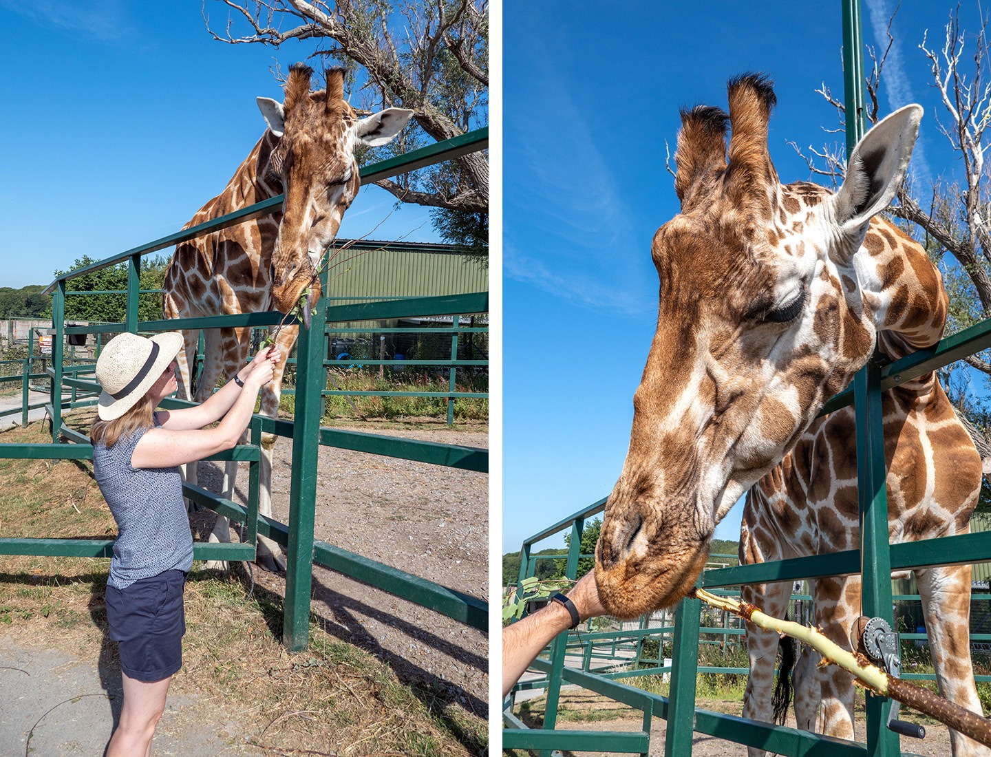 Giraffe feeding at Port Lympne wildlife park in Kent