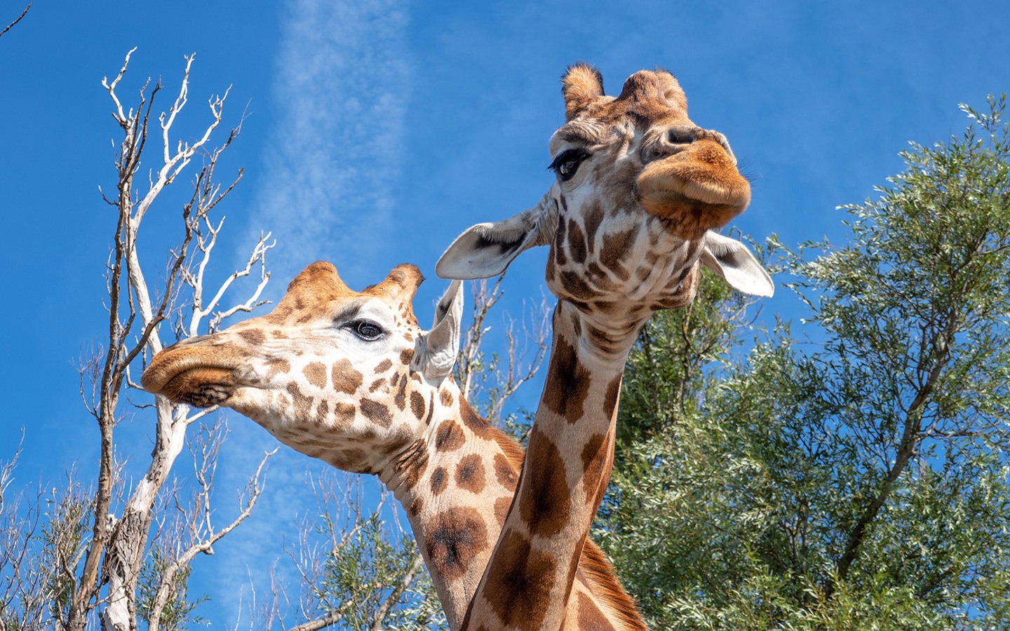 Rothschild giraffes at Port Lympne reserve