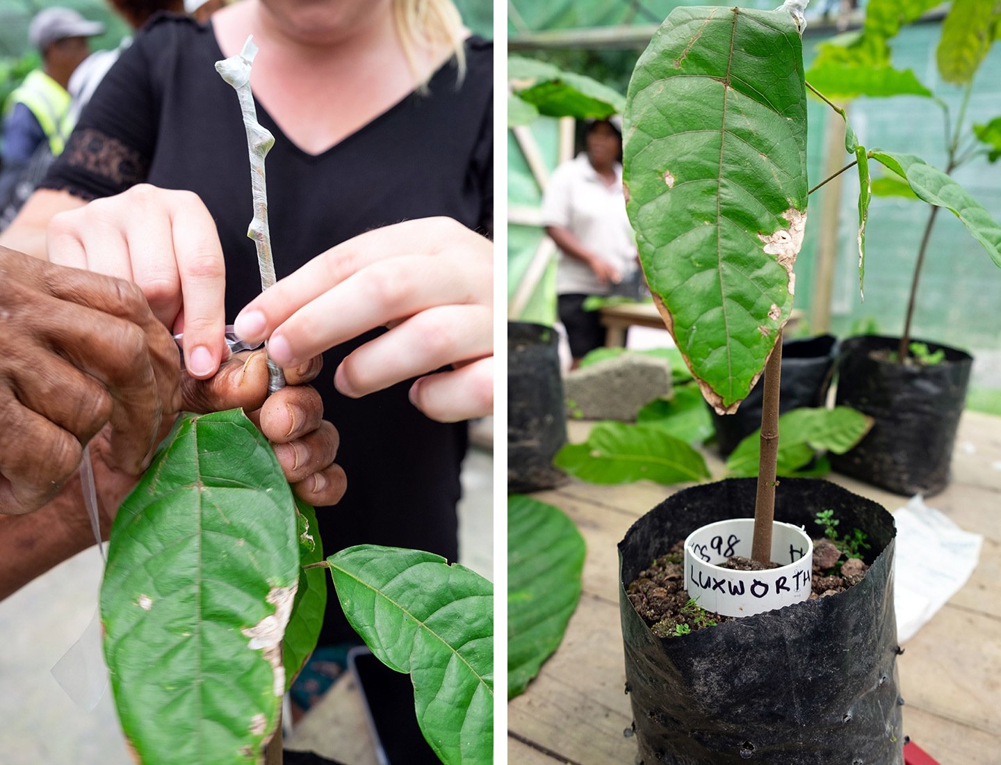 Grafting a cocoa tree at Rabot Estate plantation
