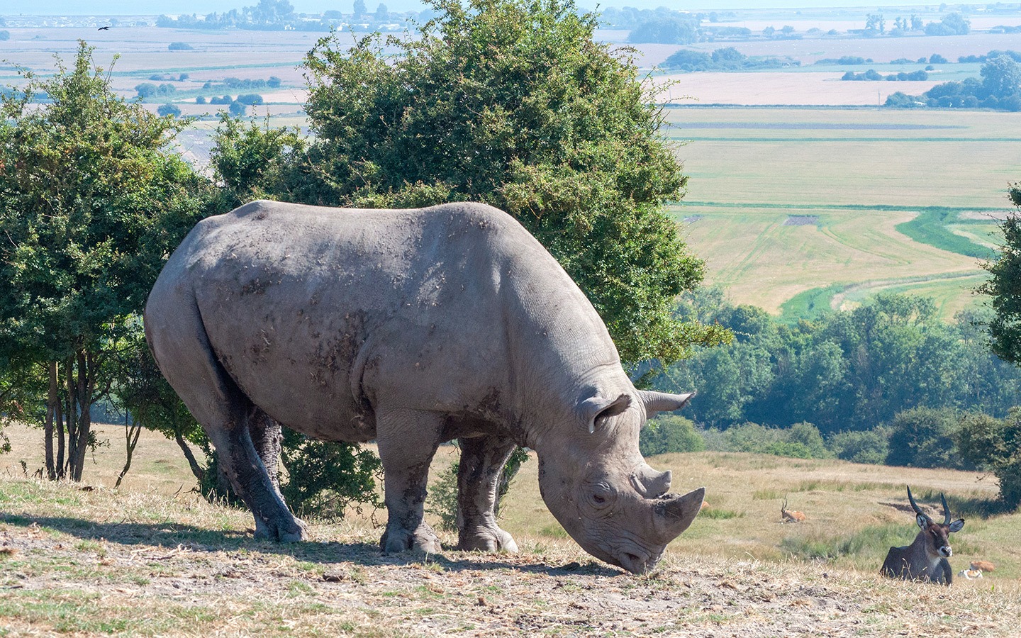 Black rhino at Port Lympne wildlife park, Kent, England