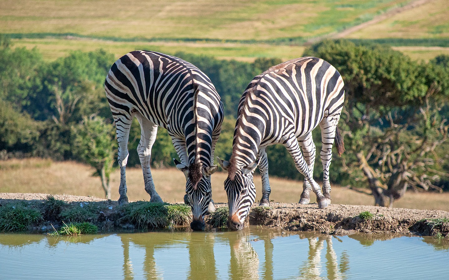 Zebras as Port Lympne Reserve