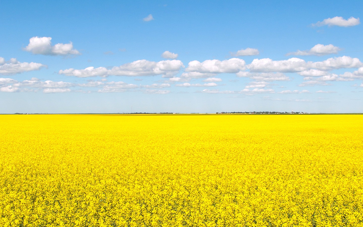 Canola fields on a road trip across the Canadian Prairies