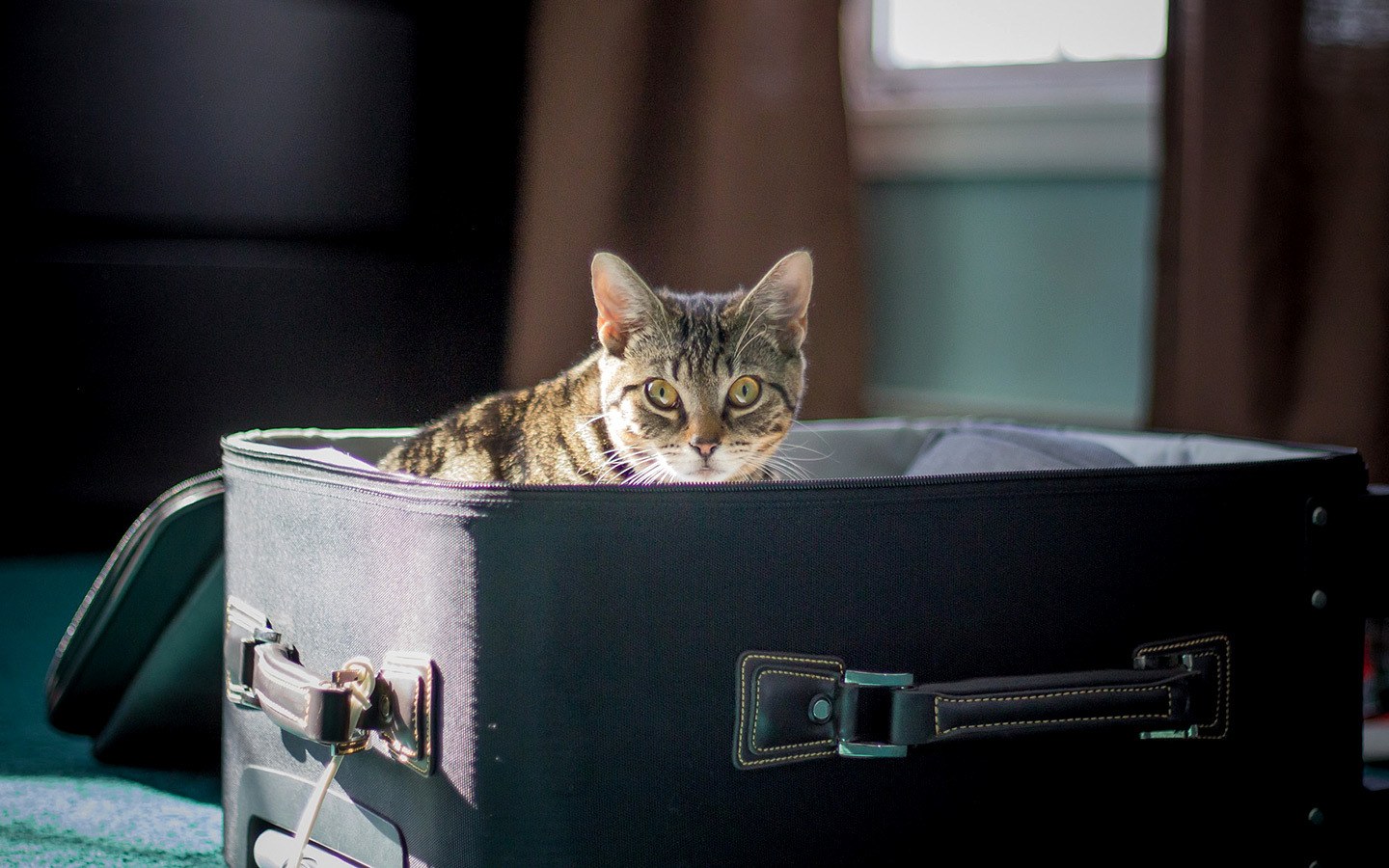 Cat in a suitcase