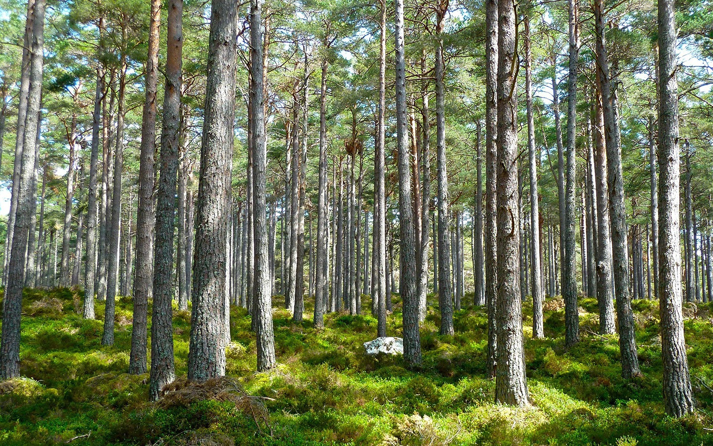 Green forest as a carbon offset scheme