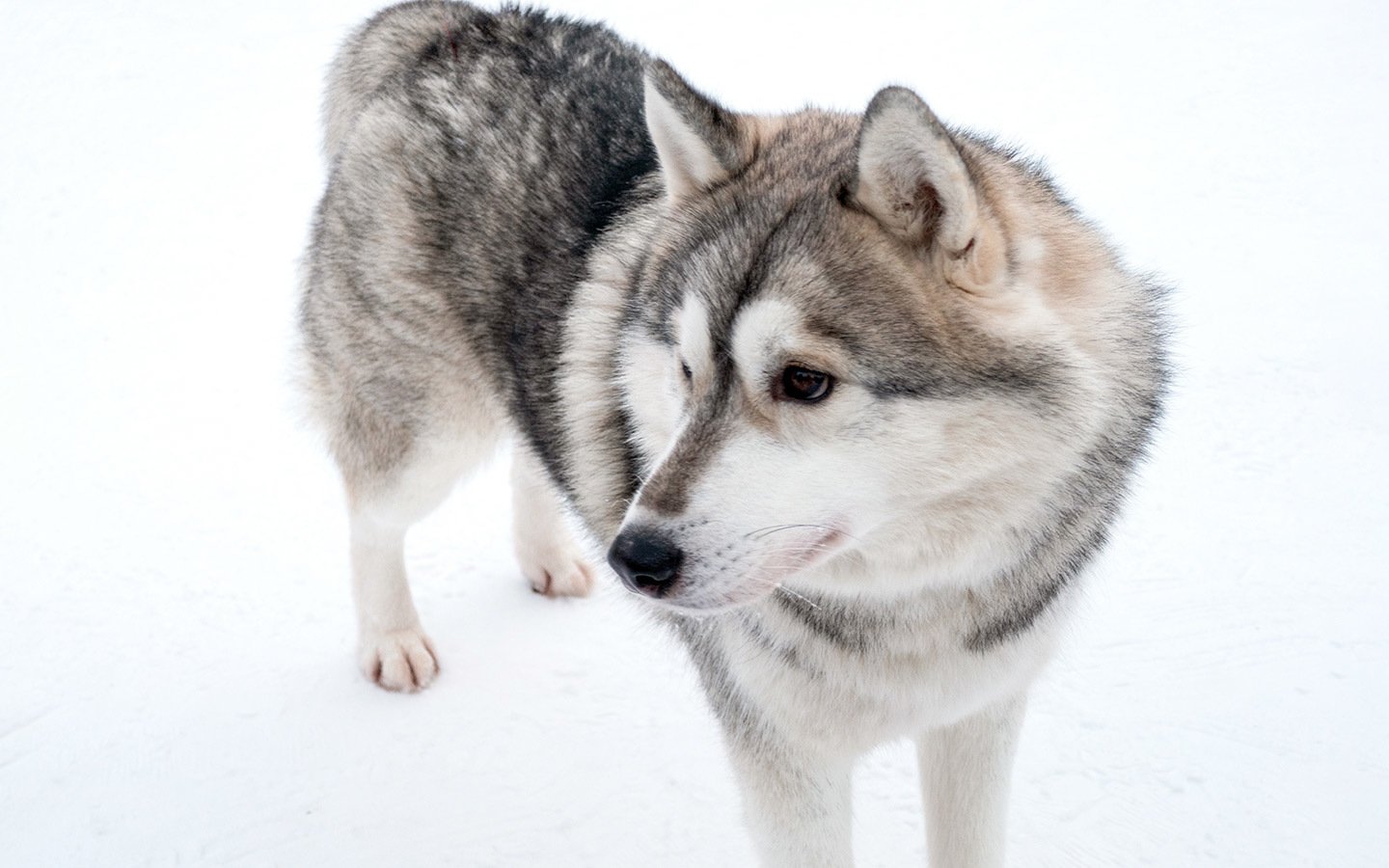 Siberian huskies at Husky Park Rovaniemi