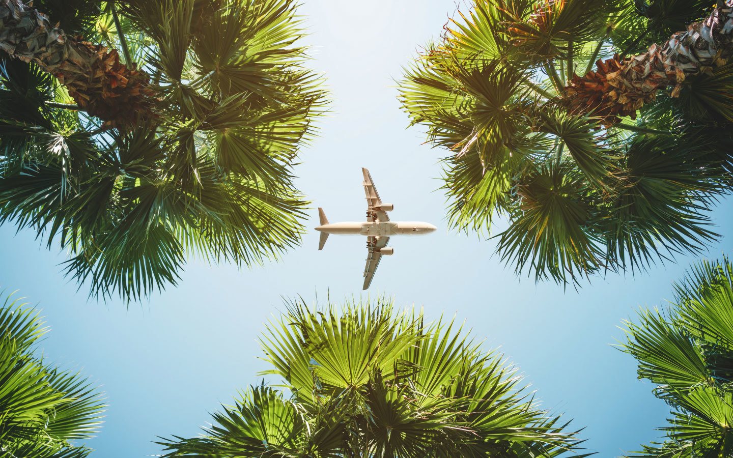 Plane overhead among palm trees