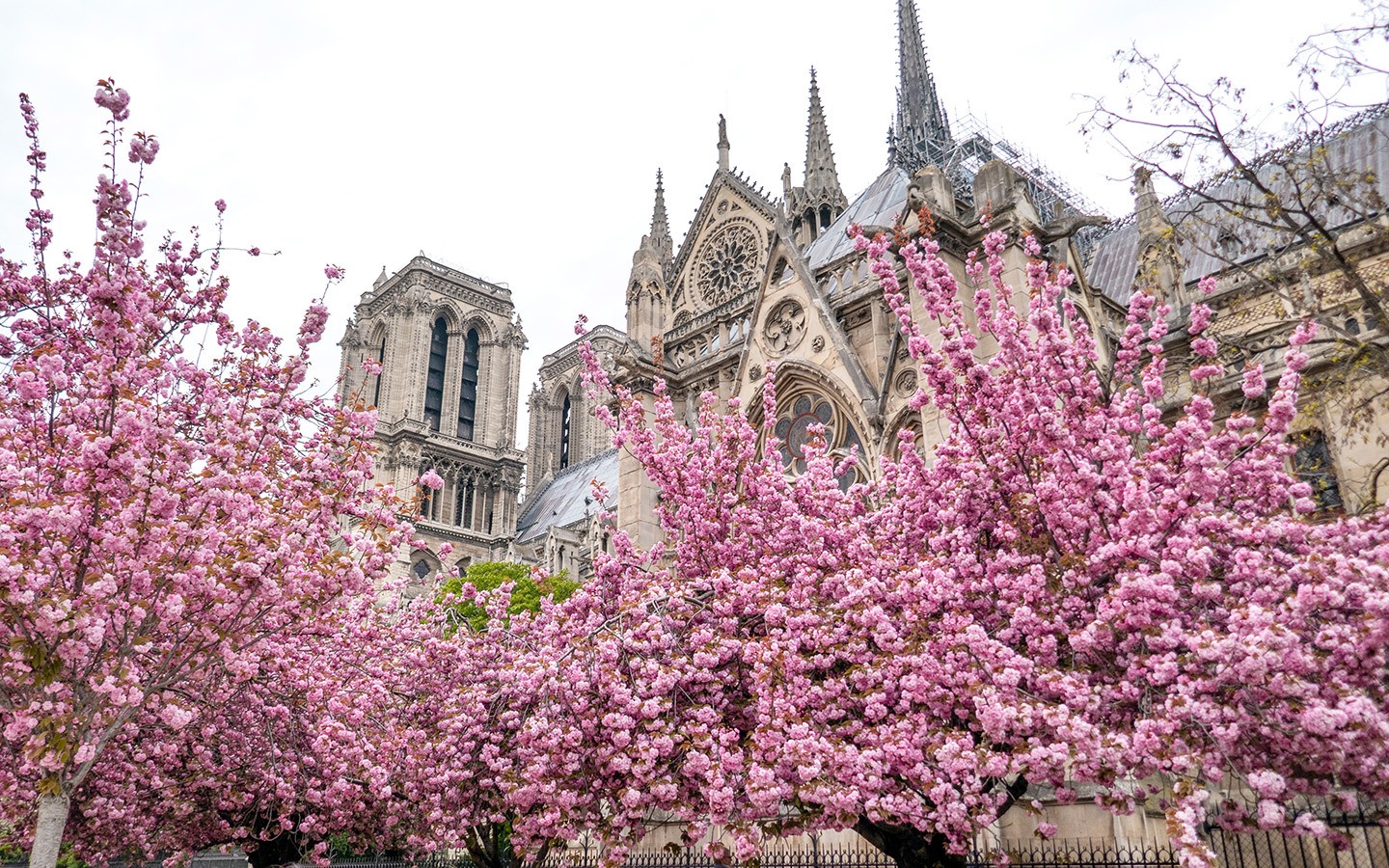 Цветут в Париже весной деревья