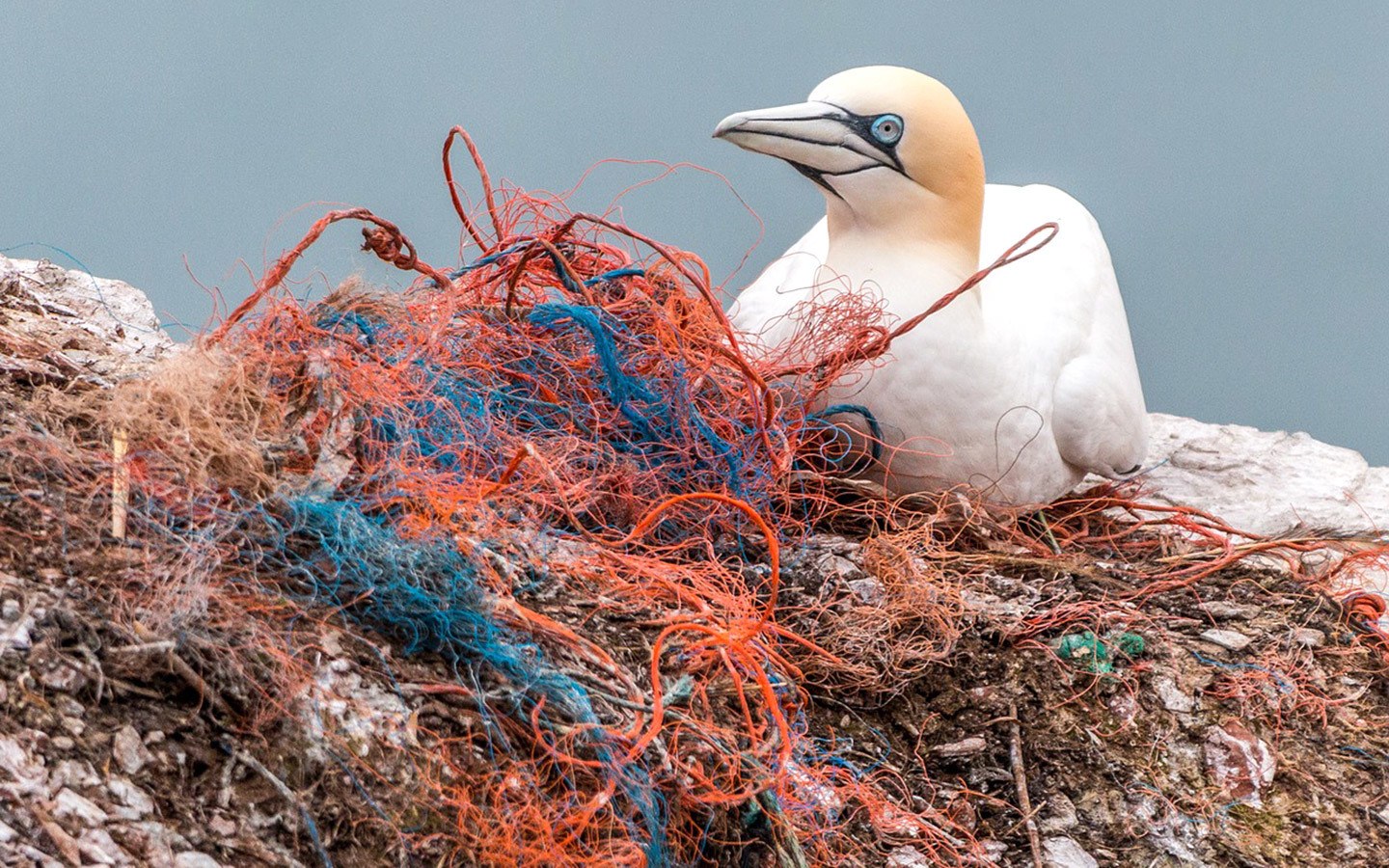 Plastic pollution on the beach with sea bird
