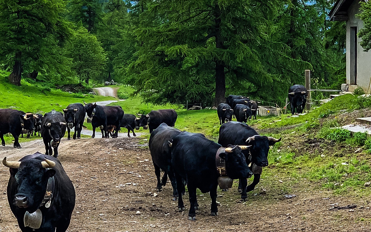 Herens cows in Verbier