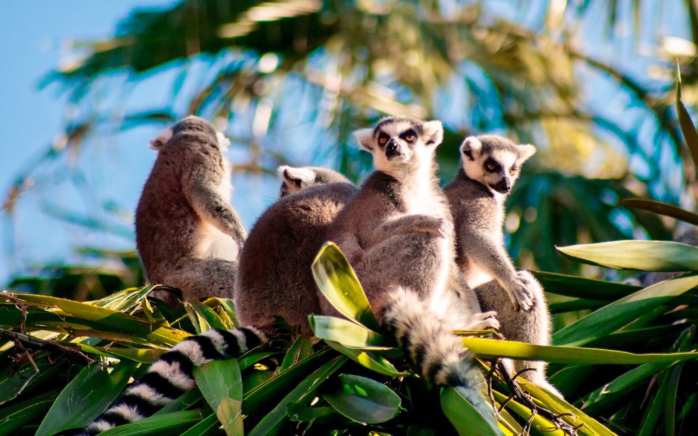 A solo travel trip to see Lemurs in Madagascar