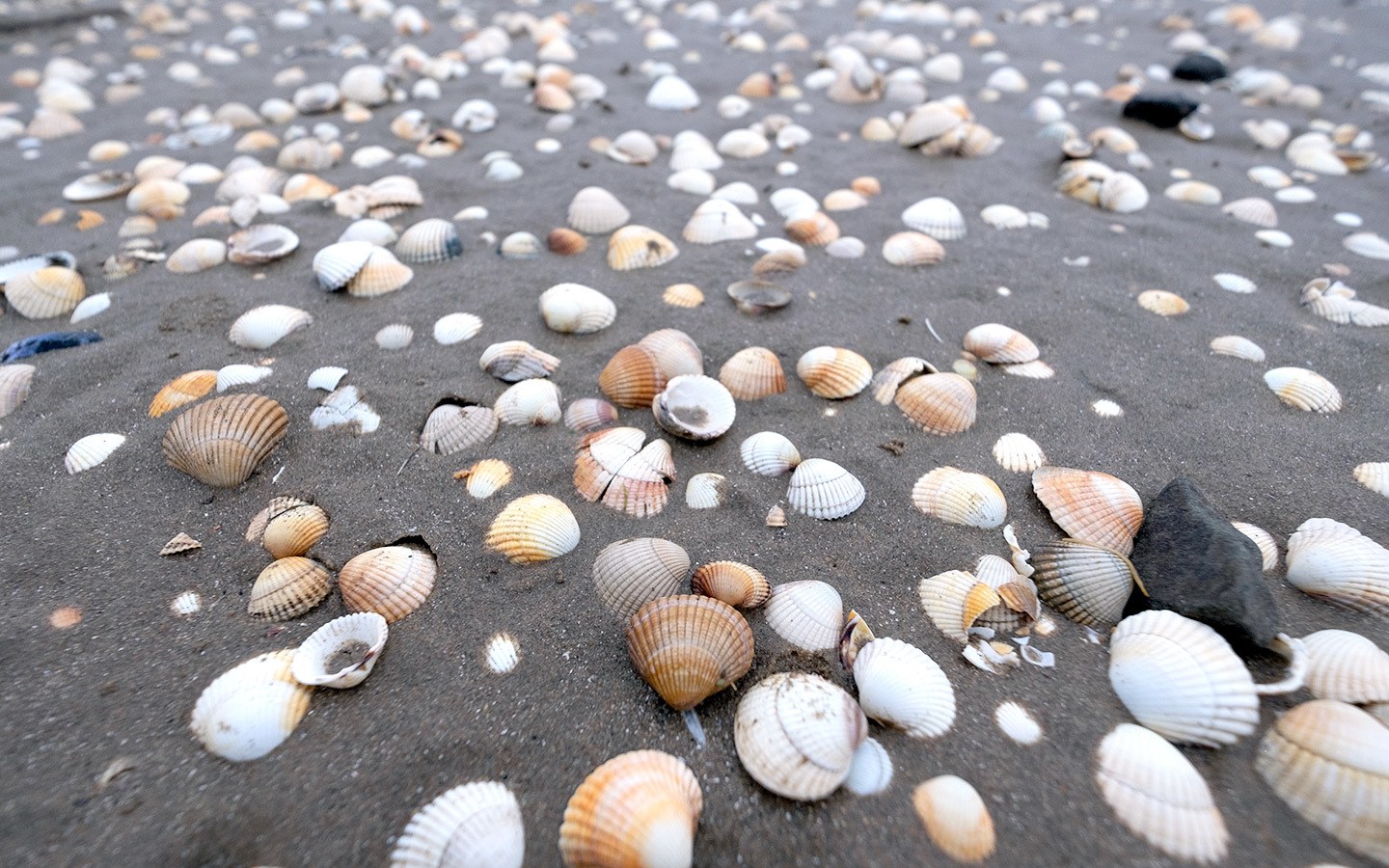 Shells on the beach in Llansteffan in South Wales