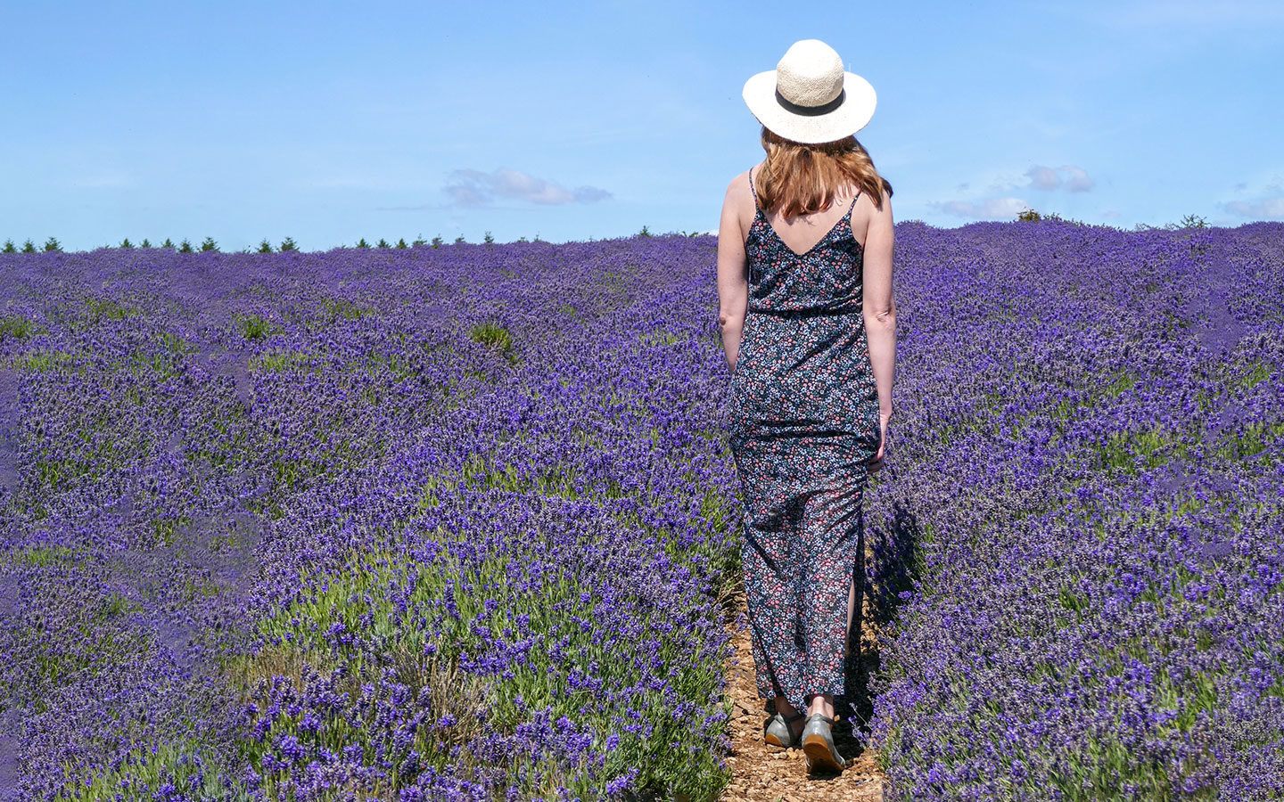 The Cotswold Lavender fields