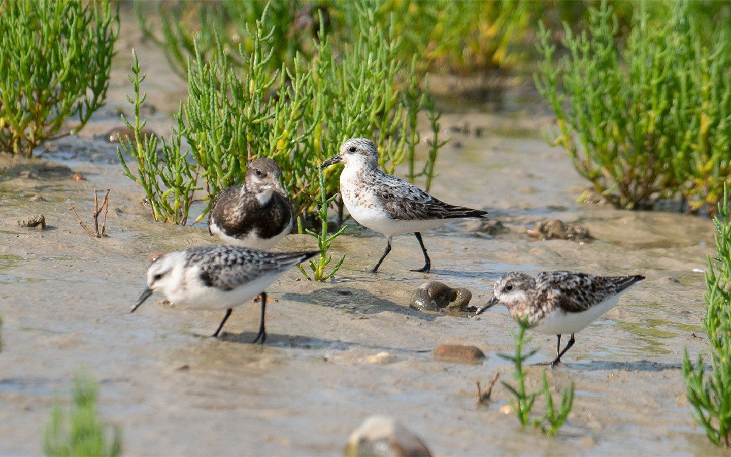 Grey plovers in Rye Harbor Nature Reserve