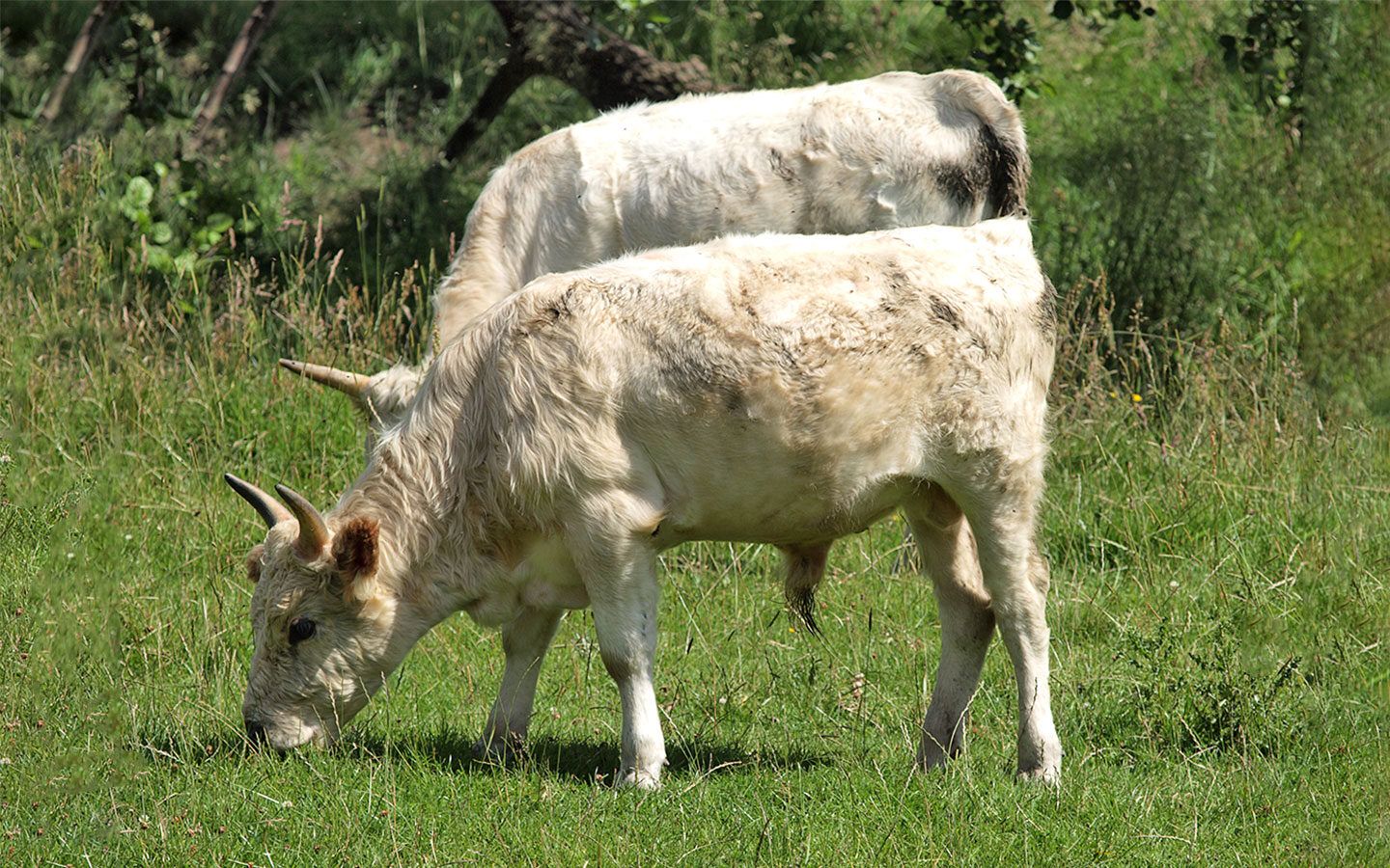 Chillingham Cattle in Northumberland
