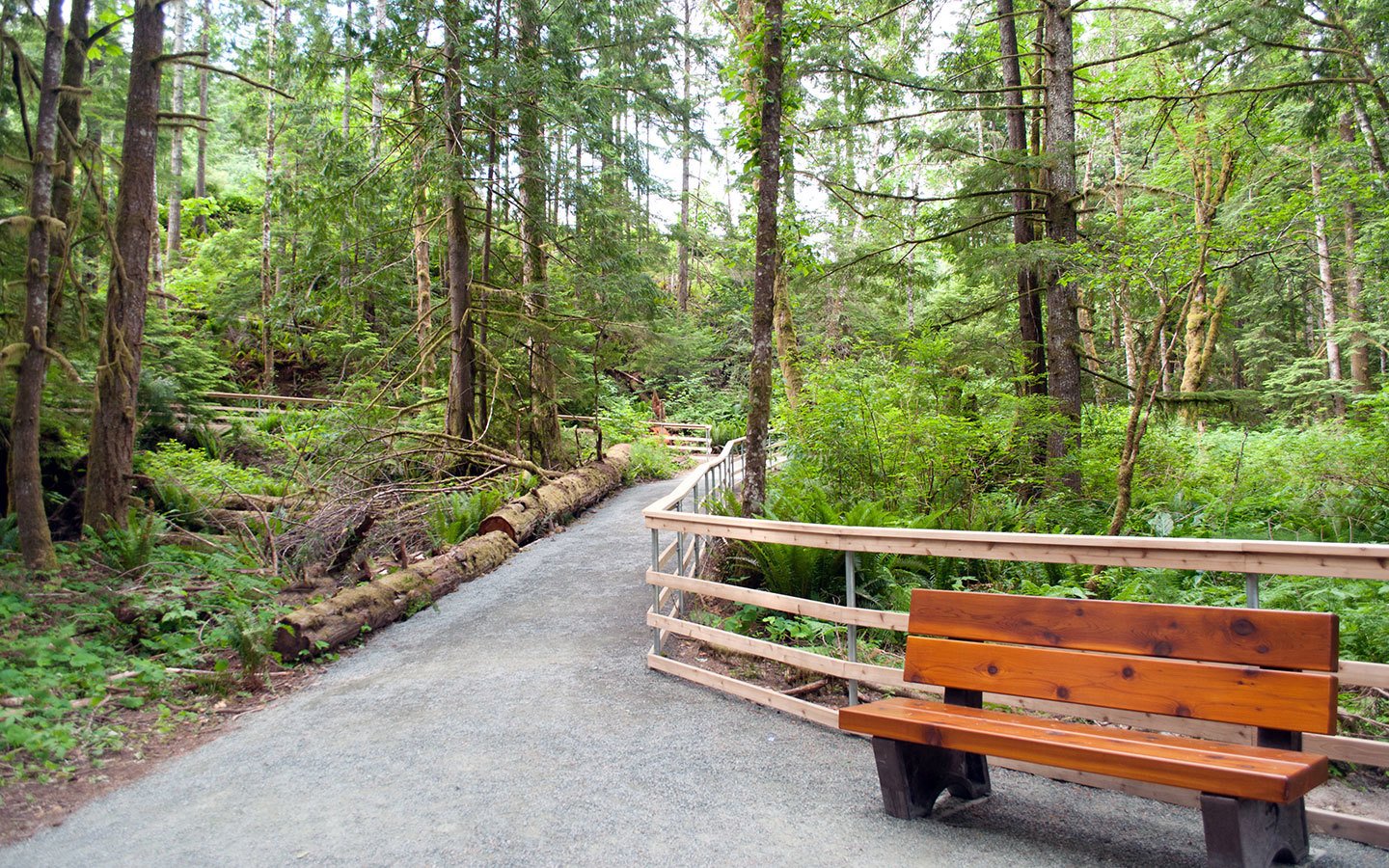 Temperate rainforest on Vancouver Island
